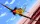 Academy - Tomahawk Iib "Ace Of African Front" :Le