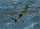 Hobby Boss - Fieseler Fi-156U