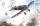 Roden - Junkers D.I