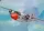 Valom - 1/72 Percival P.50 Sea Prince C.1 (WF 137  WF 138)